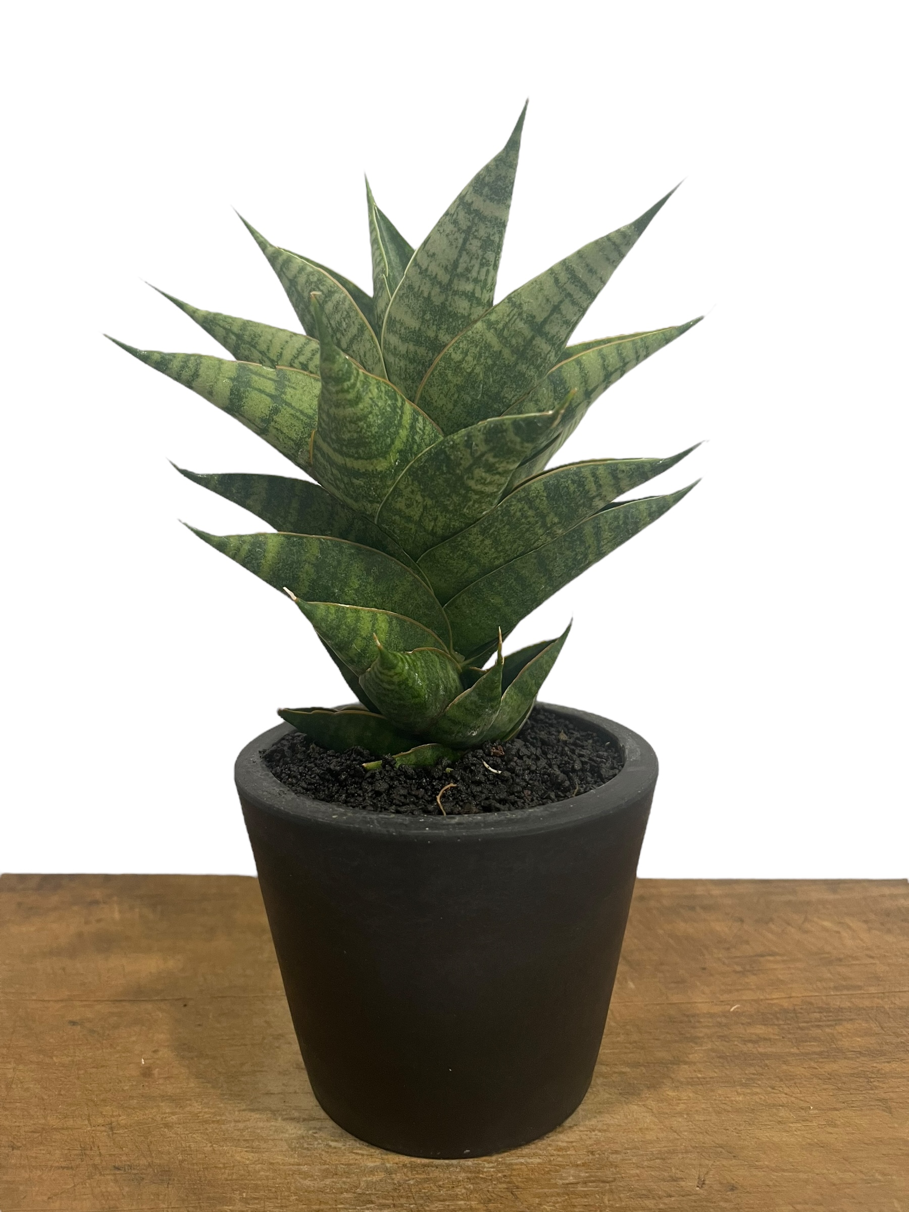 サンスベリア シンドロ 観葉植物 サンセベリア シンドロ 「Sansevieria Sindro 」23U | SHOUCHIKUEN