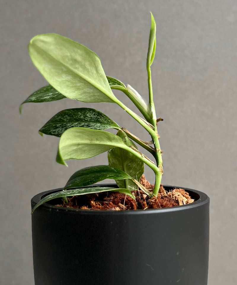 ラフィドフォラ sp. ドワーフ ミント 「Rhaphidophora sp. dwarf M