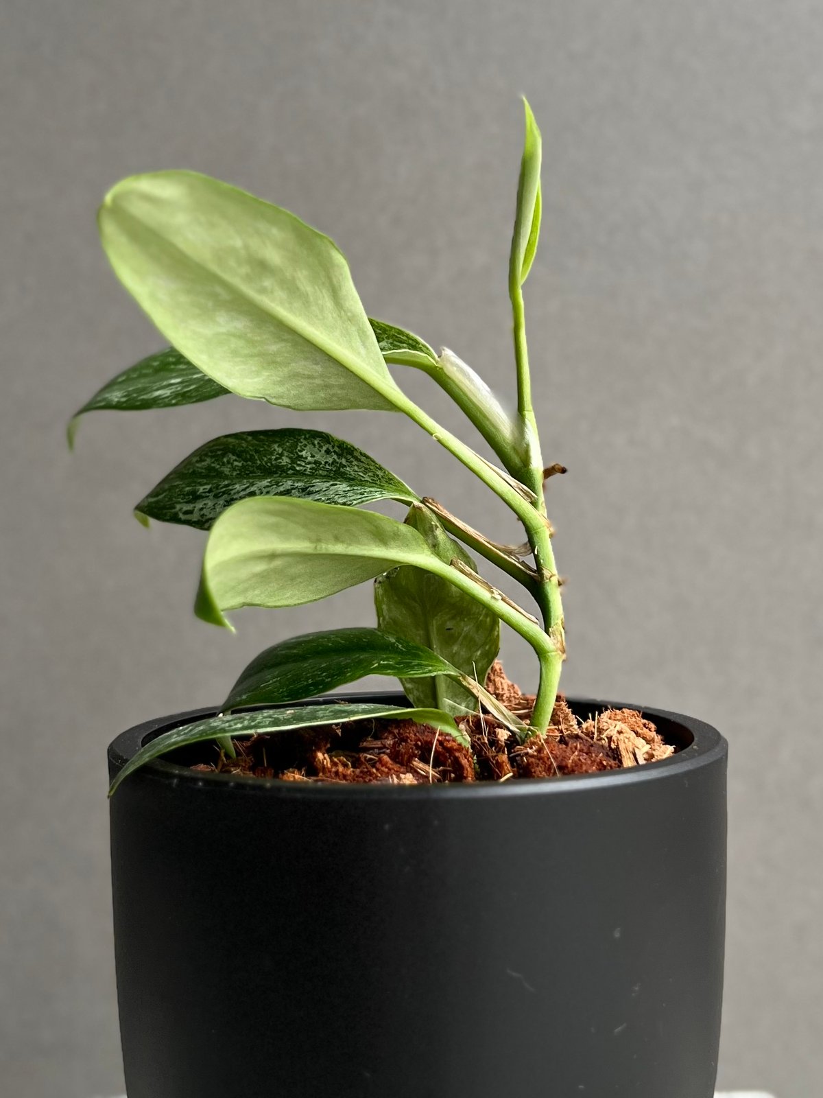 ラフィドフォラsp. ミント斑入り ラフィドフォラ sp. ドワーフ ミント 「Rhaphidophora sp. dwarf M