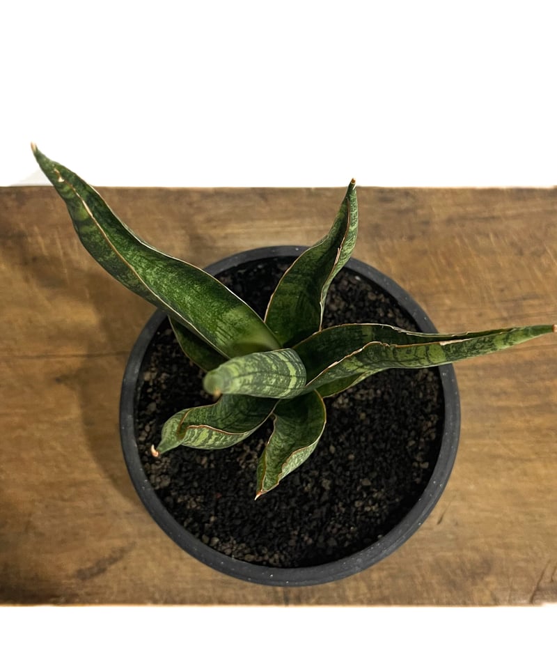 サンセベリア カミナリ「Sansevieria KAMINARI “雷”」64D-1 | SH