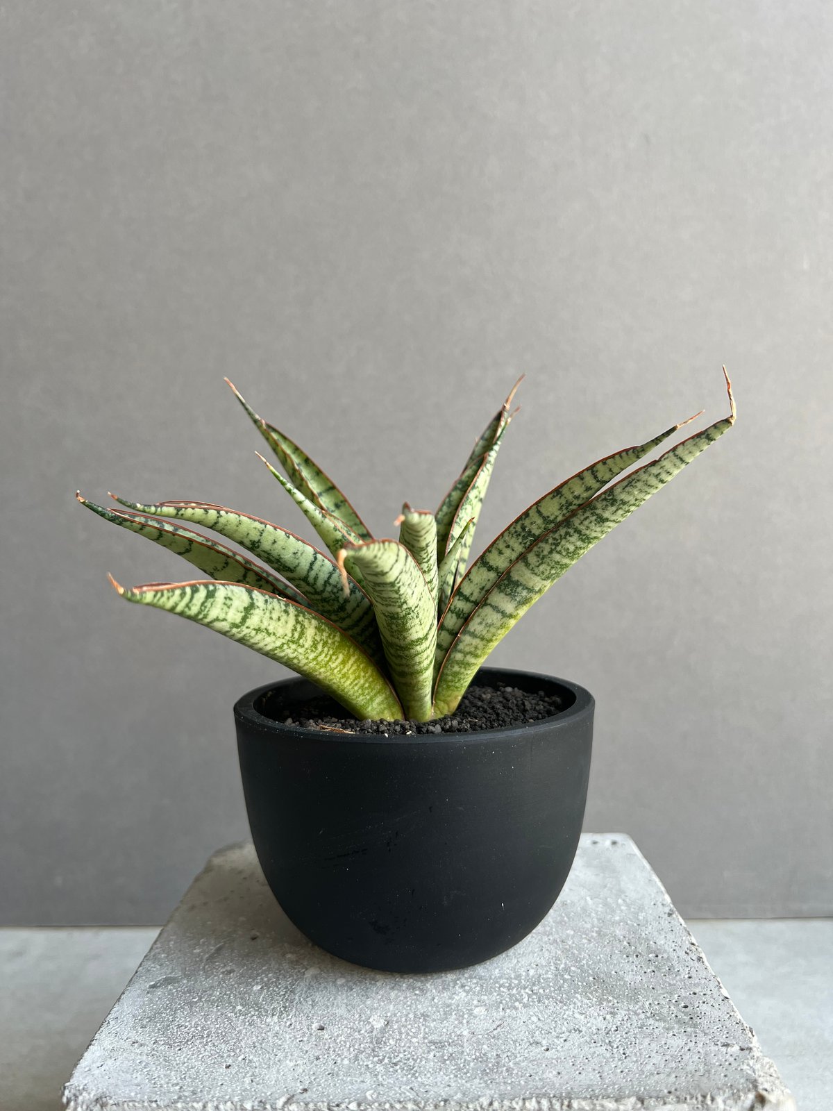 g17 サンスベリア パイフーメイ サンセビリア g17 サンスベリア パイフーメイ サンセビリア サンセベリア プチ