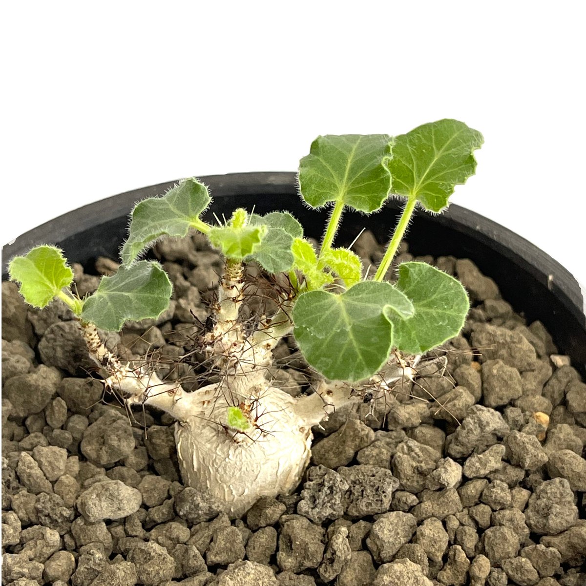 コレクション株 ヤトロファ マルギナータ 実生5年目 コレクション株 ヤトロファ マルギナータ 実生5年目 - メルカリ