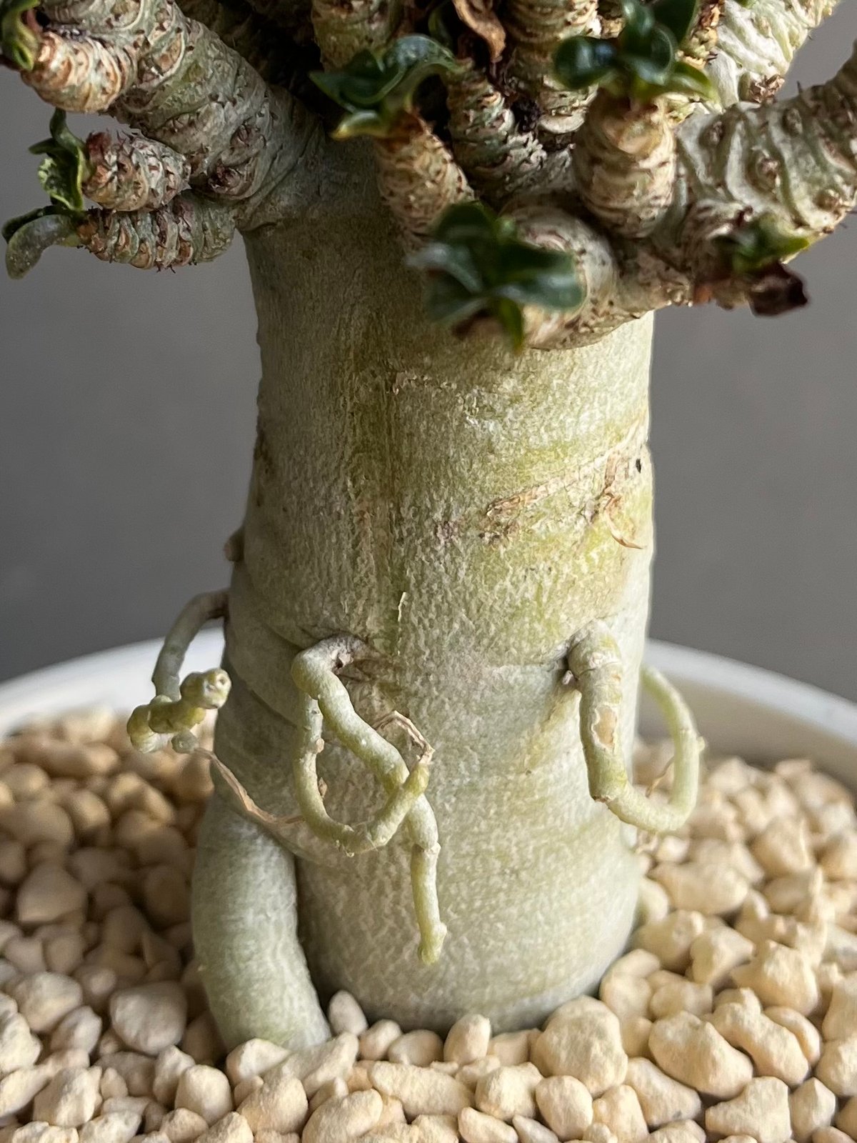 アデニウム D.H.A (獅子葉) “選抜個体” 「Adenium D.H.A (Dorset