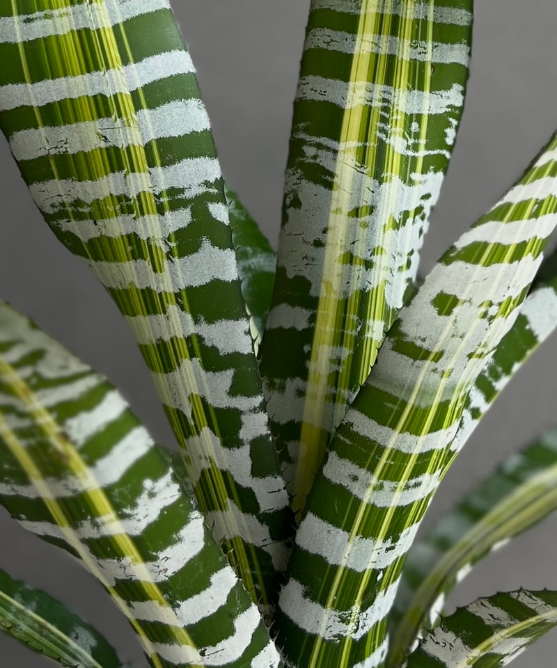 エクメア チャンティニー サムライ「Aechmea chantinii Samurai」86D