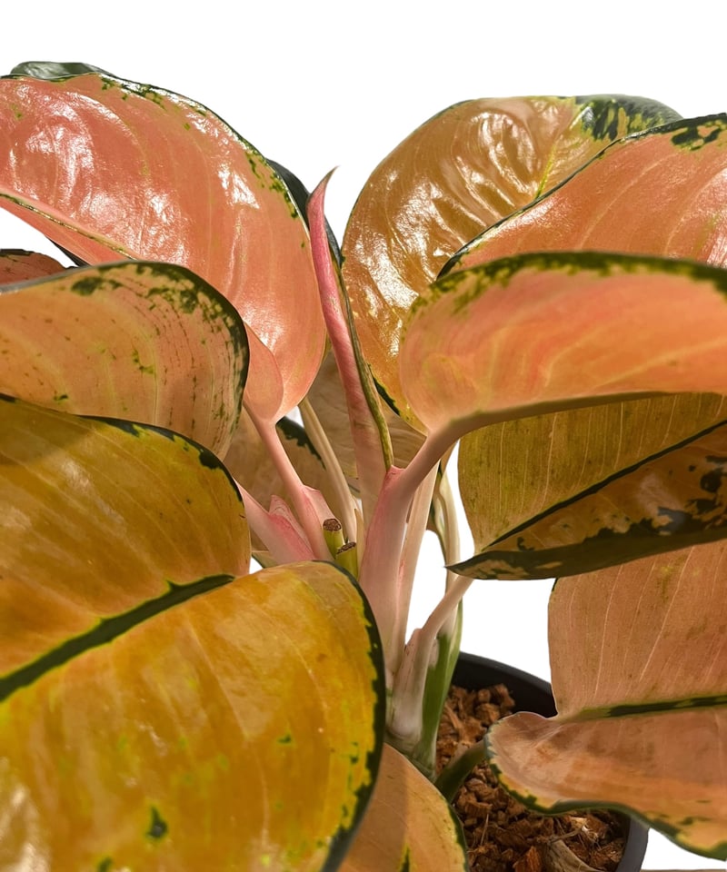 アグラオネマ スターバックス 「Aglaonema Starbucks 」92U | SHO