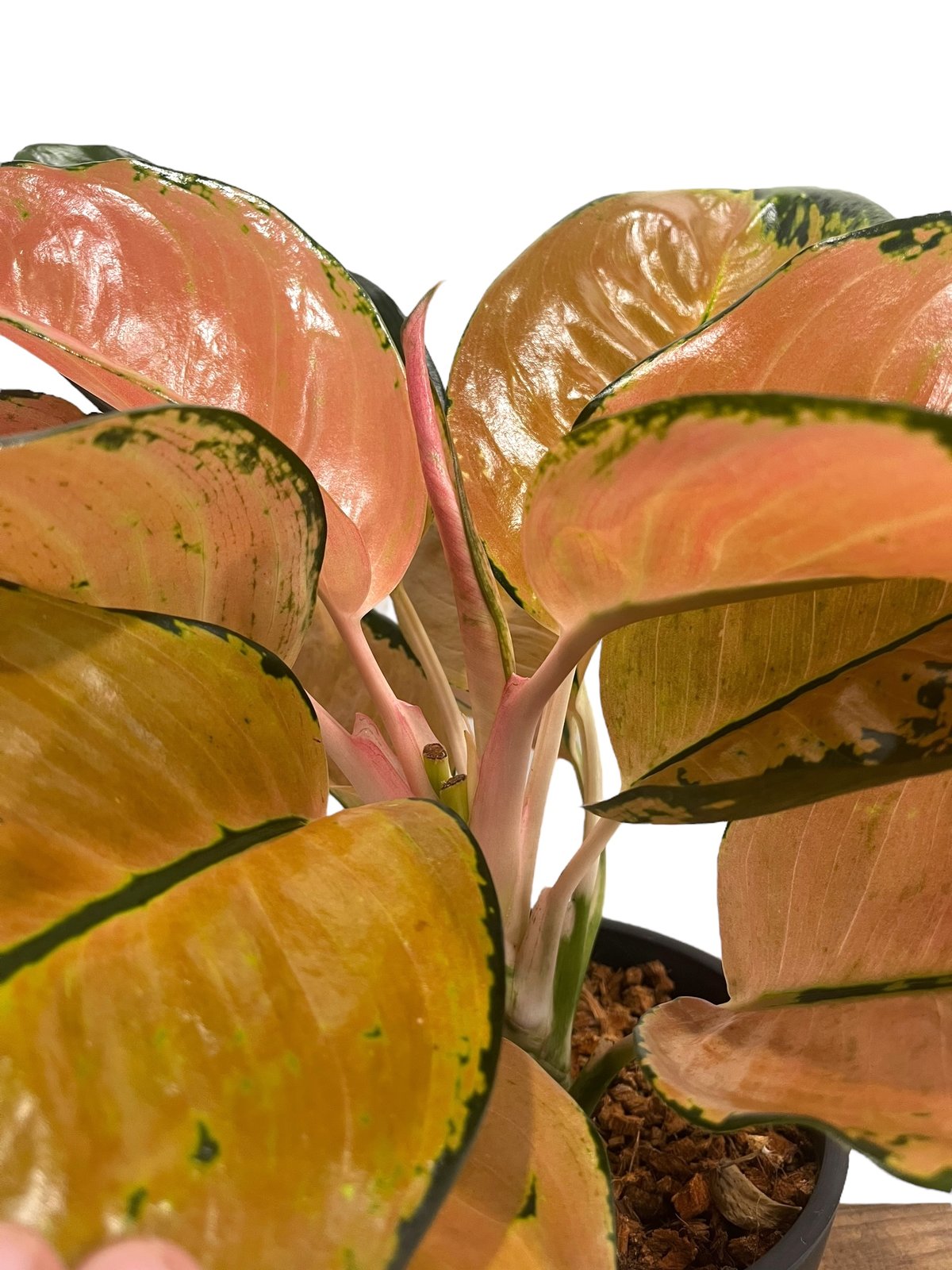 アグラオネマ スターバックス 「Aglaonema Starbucks 」92U | SHO
