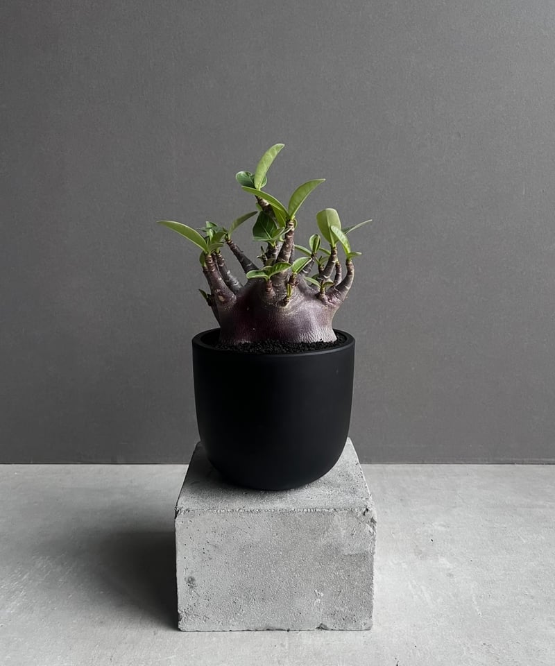 アデニウム アラビカム ドワーフ “ブラック”「adenium arabicum