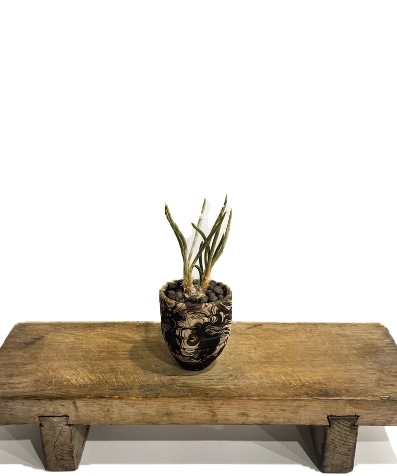 ☆☆カプトメデューサ＊アストロフィツム＊サボテン☆☆ アストロフィツム・カプトメデューサエ | trigger