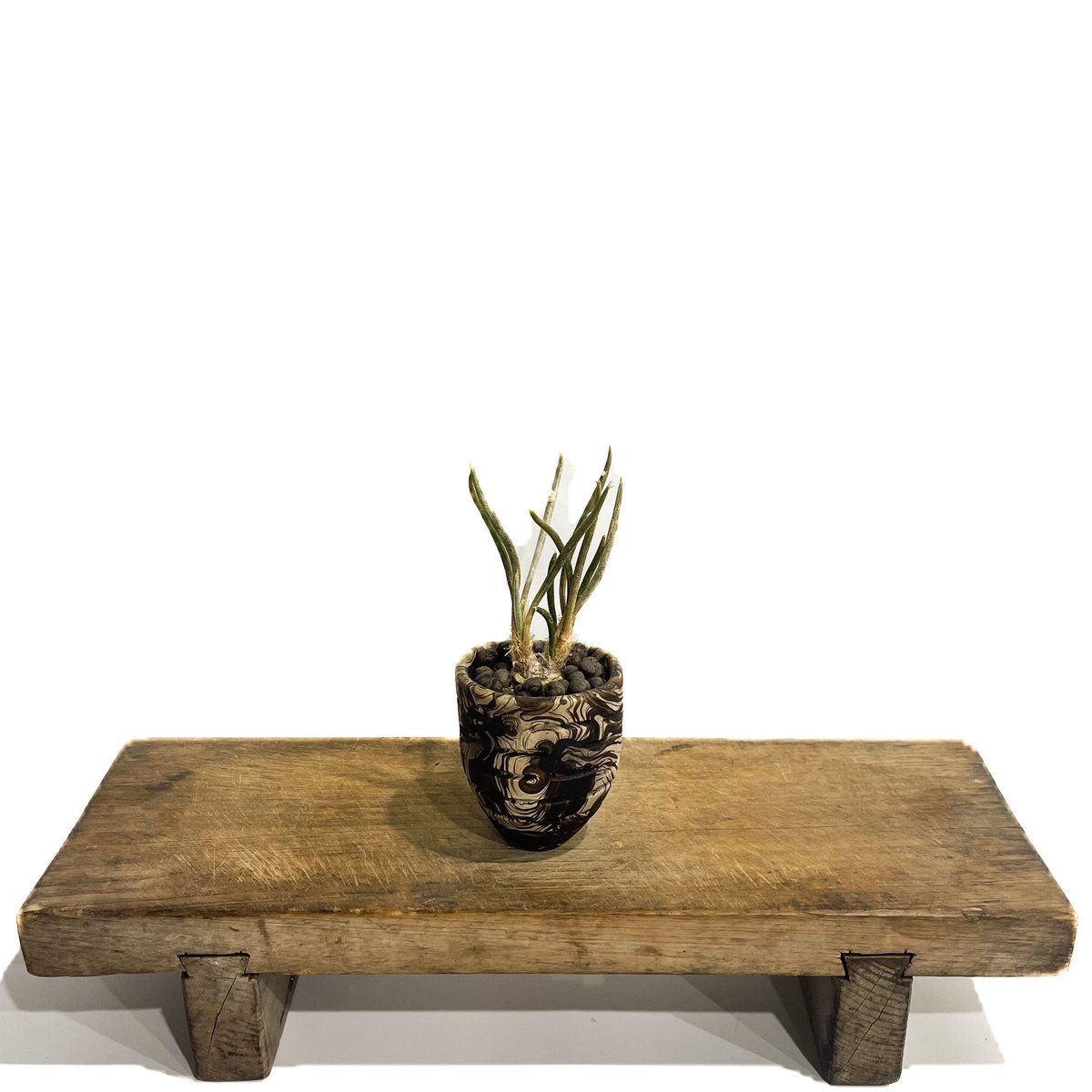 アストロフィツム　カプトメデューサ　実生株 isla del pescado - Astrophytum caput-medusae-アストロフィツ