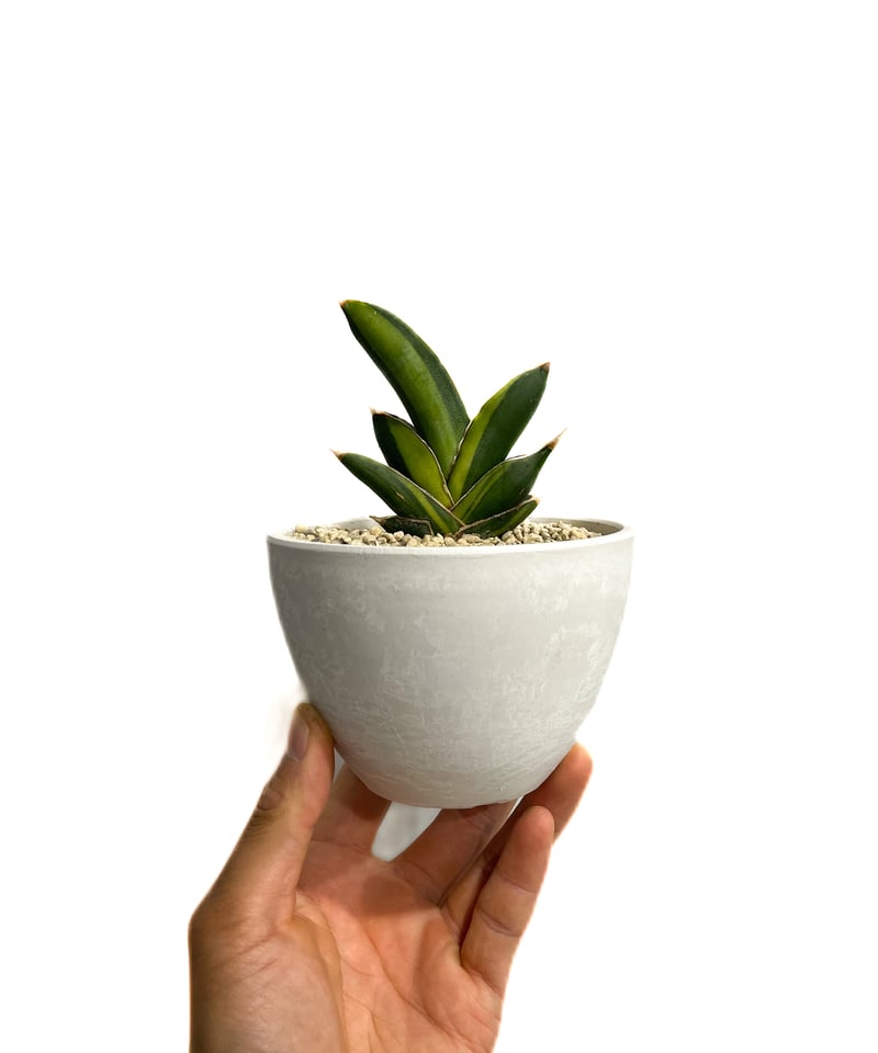 サンセベリア アンダマン 斑入り「Sansevieria Andaman Var.」69G-1
