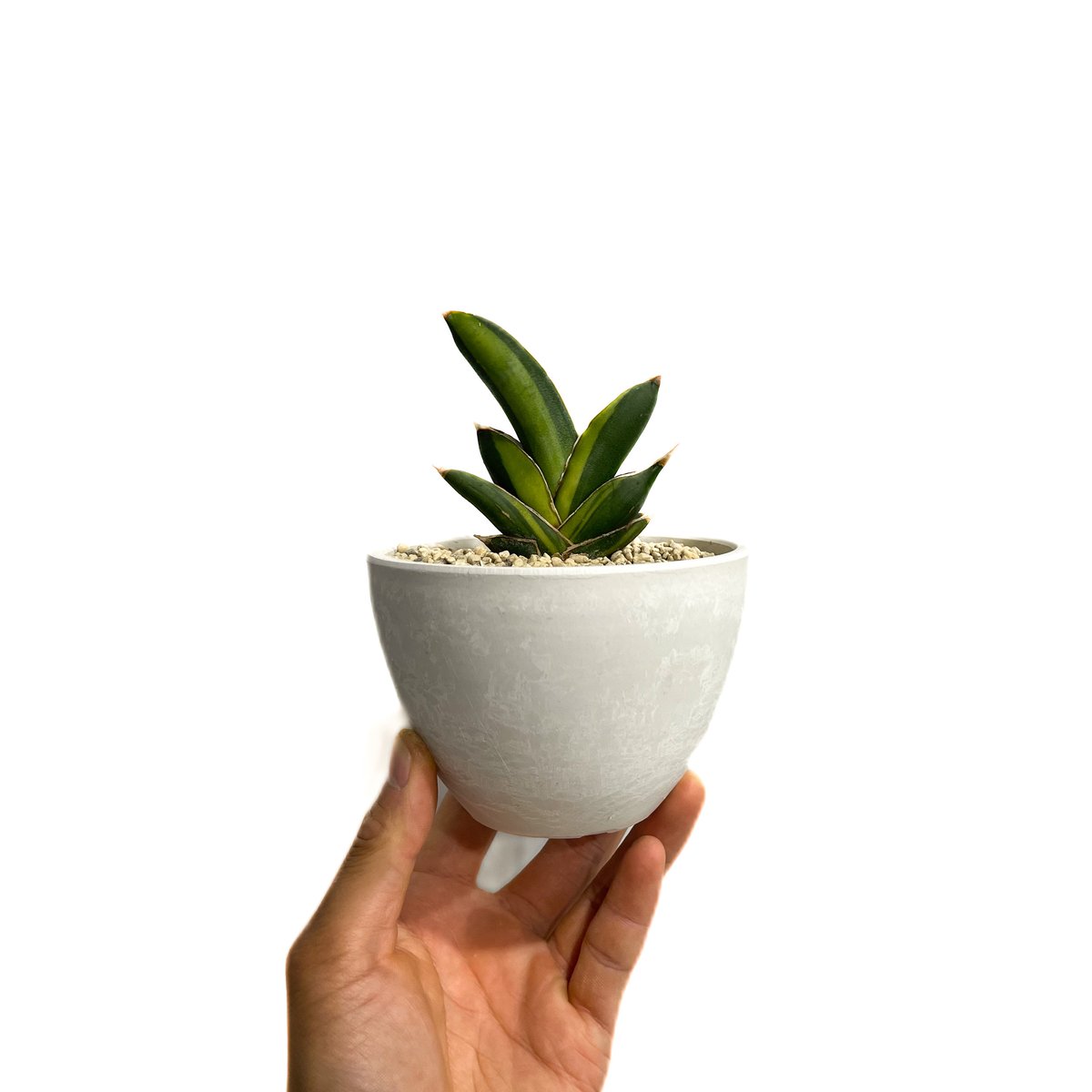 サンセベリア アンダマン 斑入り「Sansevieria Andaman Var.」69G-1