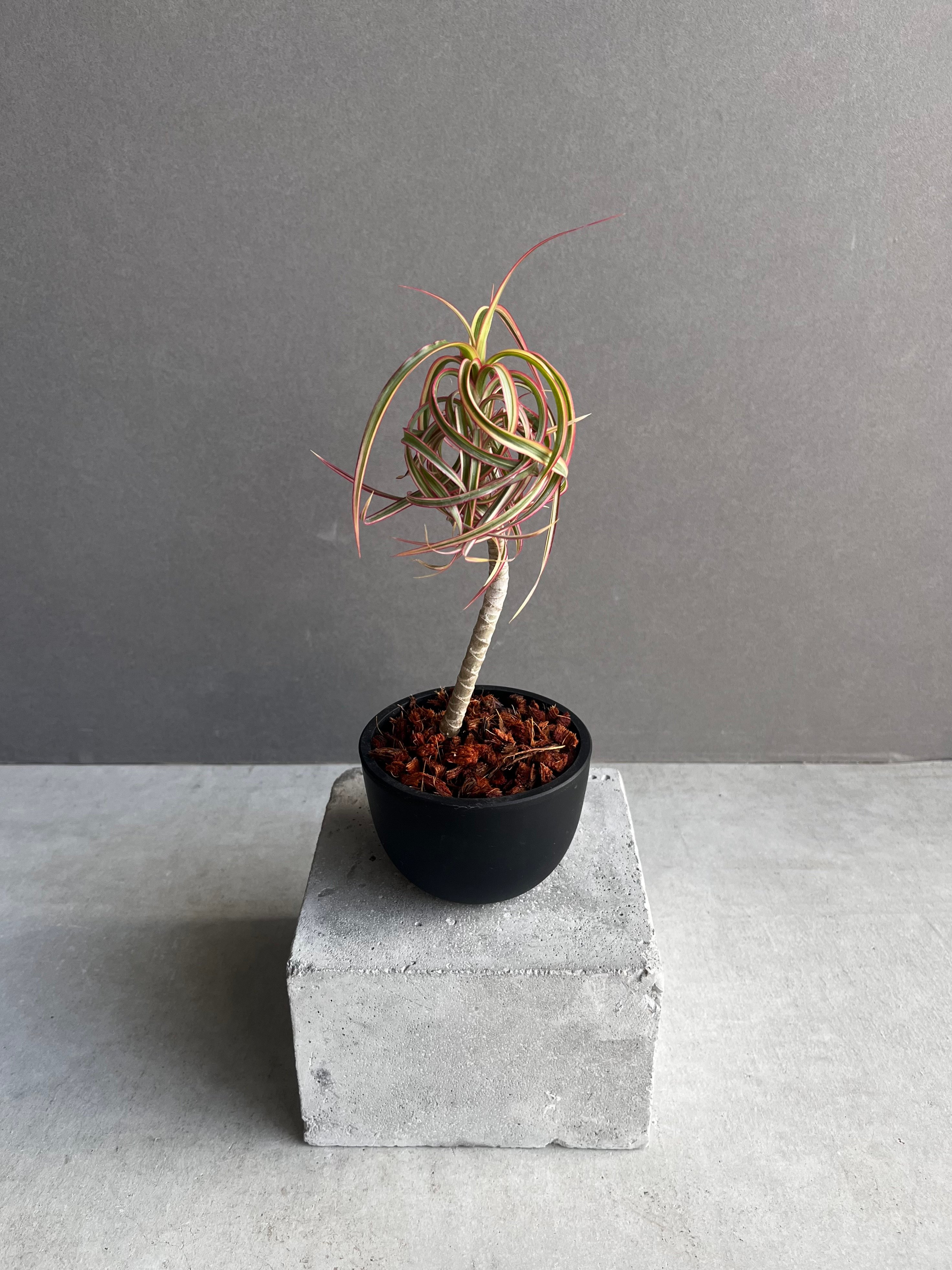 ドラセナ キュンティ 「Dracaena concinne Kuhnty 」87Z | SHO