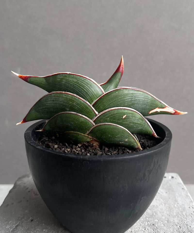 サンセベリア ロリダ 「Sansevieria rorida」57A | SHOUCHIKUEN
