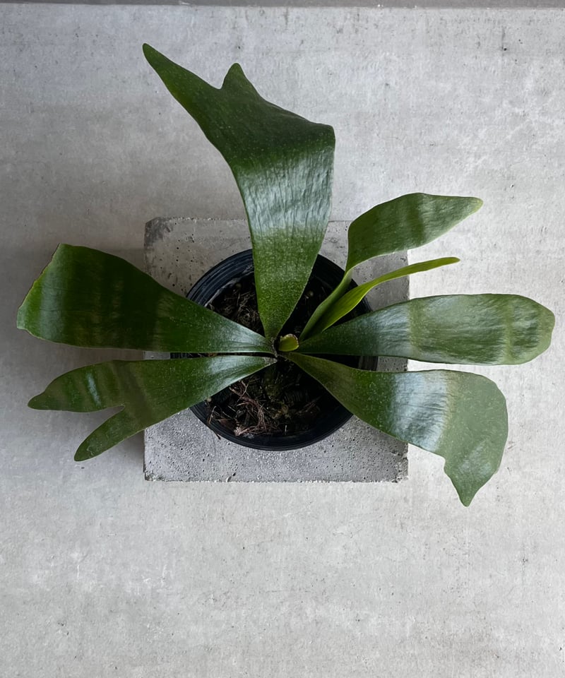 ビカクシダ Platycerium P.ghost（ゴースト）子株