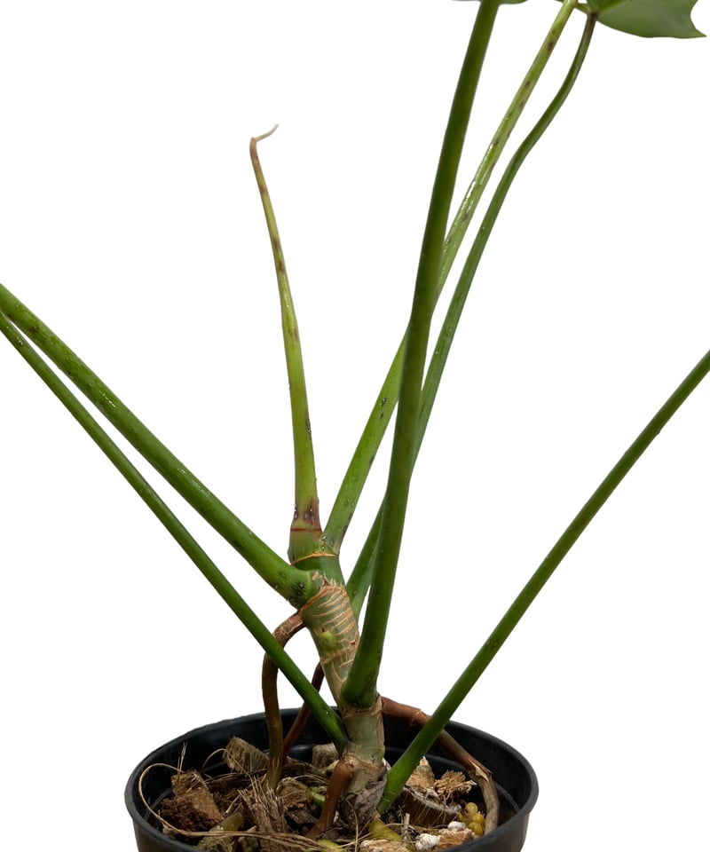 フィロデンドロン ロンギロバトム 'レラノ ミヤノ' 「Philodendron