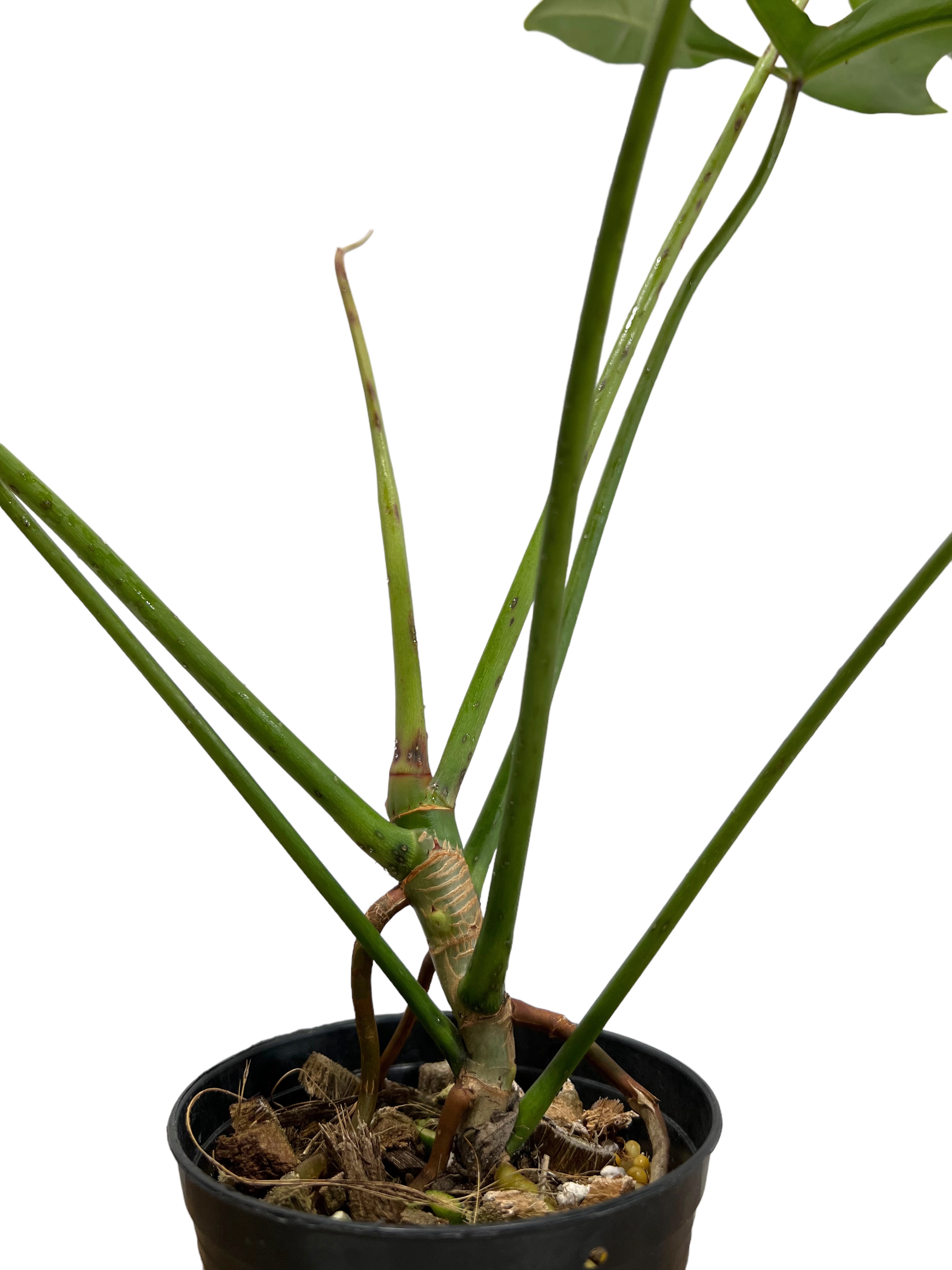 フィロデンドロン ロンギロバトム 'レラノ ミヤノ' 「Philodendron