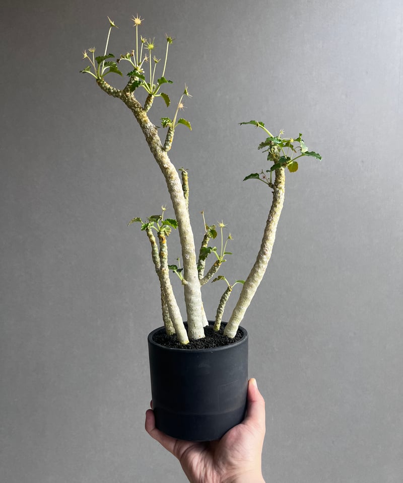 ドルステニア ジプソフィラ x ホルウッディ「Dorstenia gypsophila x h