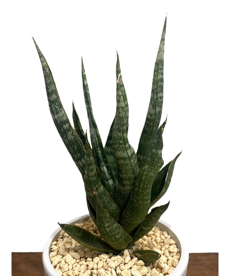 サンセベリア カミナリ 「Sansevieria KAMINARI “雷”」18V | SHO