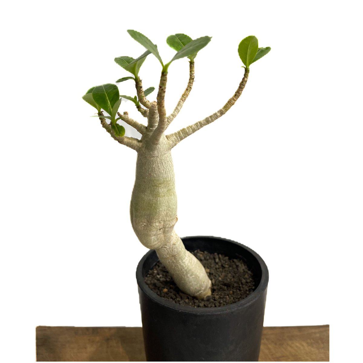 ま*ん様 542 Adenium obesumアデニウム・オベスム 特選 実生5 アデニウム オベスム 選抜個体「Adenium obesum best select」5/1
