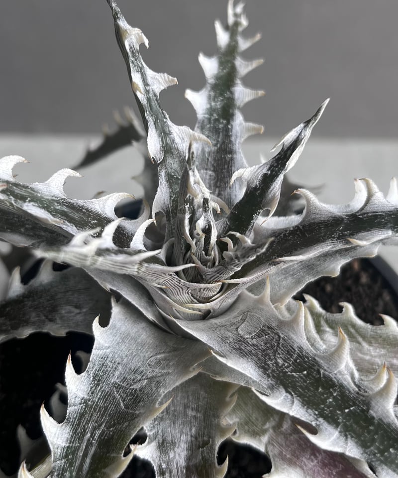 白の物語　ドラグマ　全てウルトラ　デッキパーツ　21種3枚ずつ63枚セット 遊戯王OCGデュエルモンスターズ THE CHRONICLES DECK 白の物語