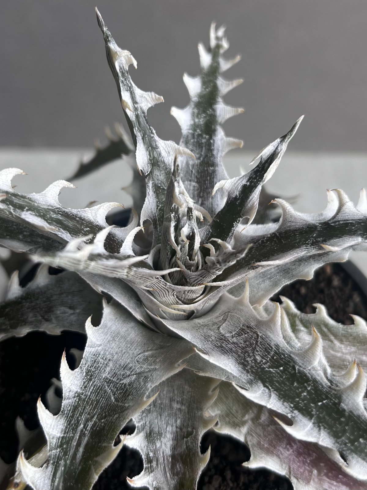 ディッキア ズゴック x リトルウィング ZL-103 「Dyckia Z'gok x