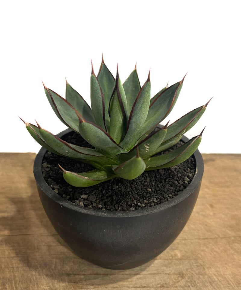 アガベ グリーン ロータス「Agave Green Lotus」5/2-369 | SHOUC