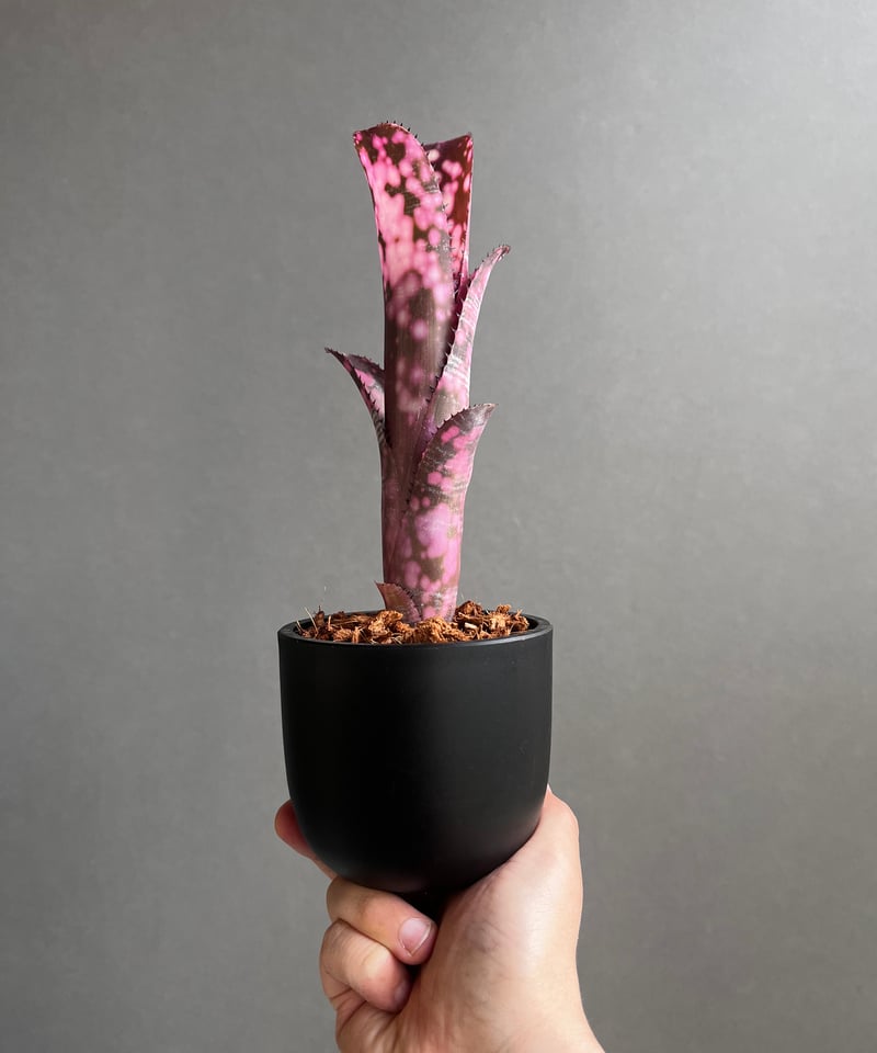 ビルベルギア インセンディアリー デライト 「Billbergia