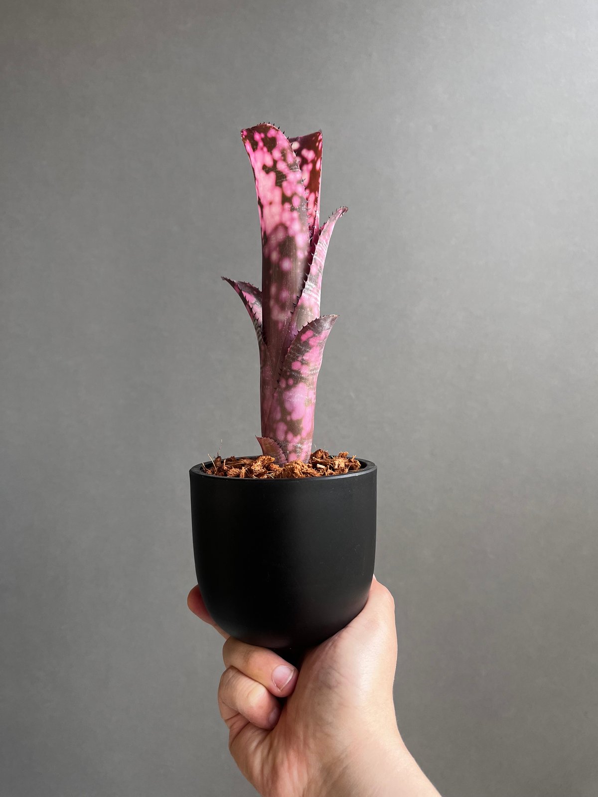 ビルベルギア インセンディアリー デライト 「Billbergia