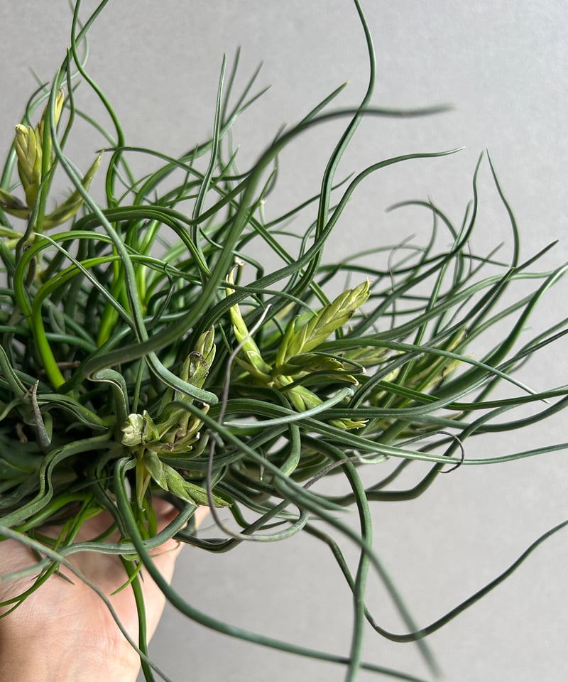ティランジア ブルボーサ クランプ (実生苗) 「Tillandsia bulbosa clu