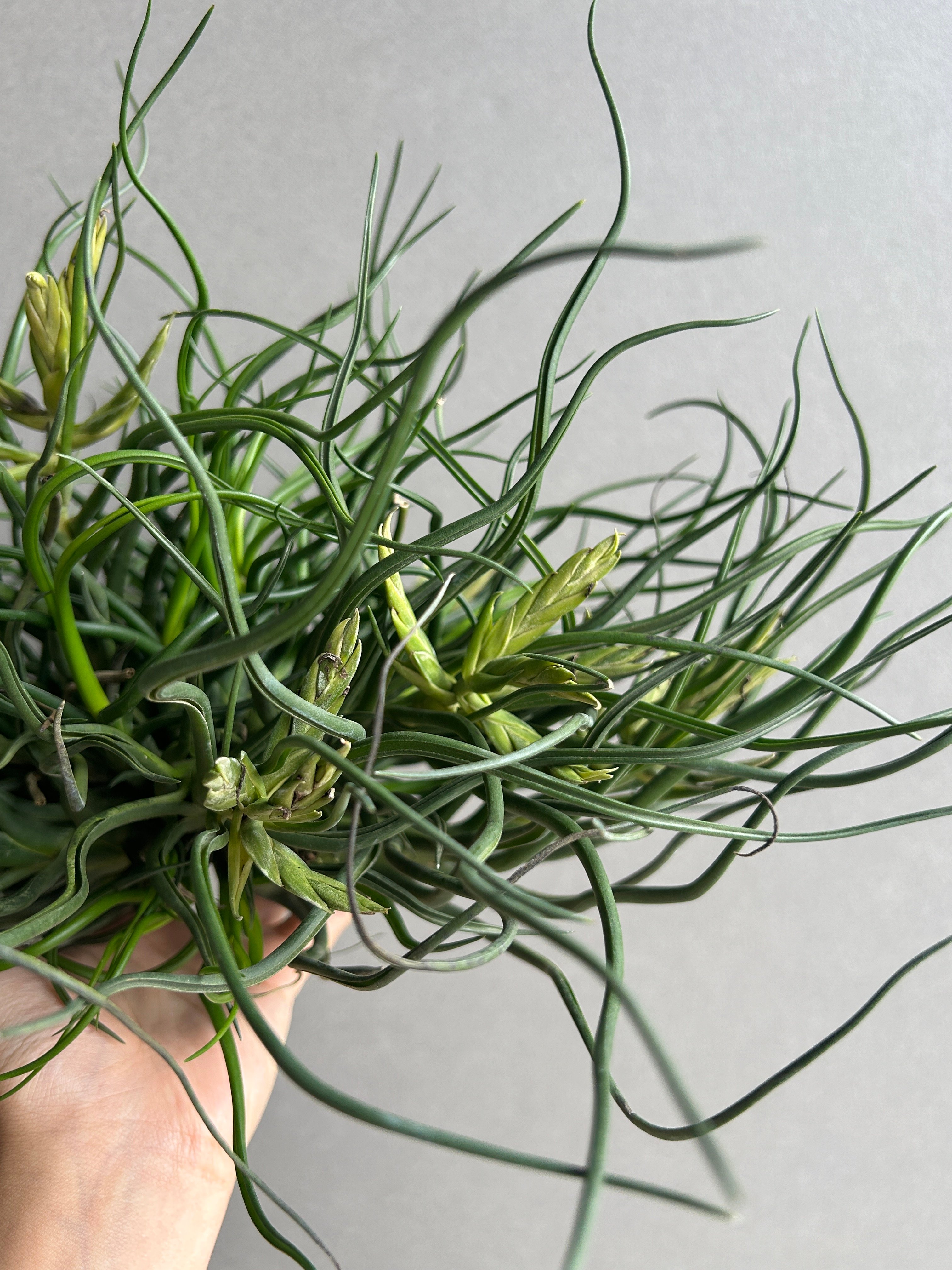 ティランジア ブルボーサ クランプ (実生苗) 「Tillandsia bulbosa clu