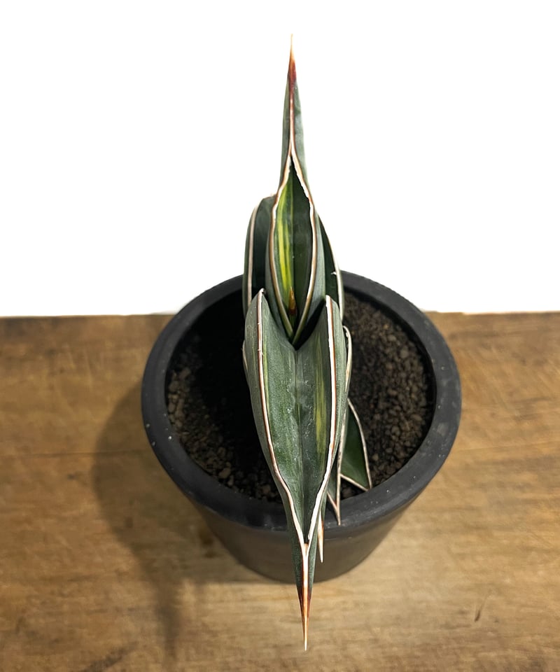 サンセベリア ロリダ 斑入り「Sansevieria rorida Var.」33D-1 | サンセベリア ロリダ 斑入り「Sansevieria rorida Var.」33D-1 |
