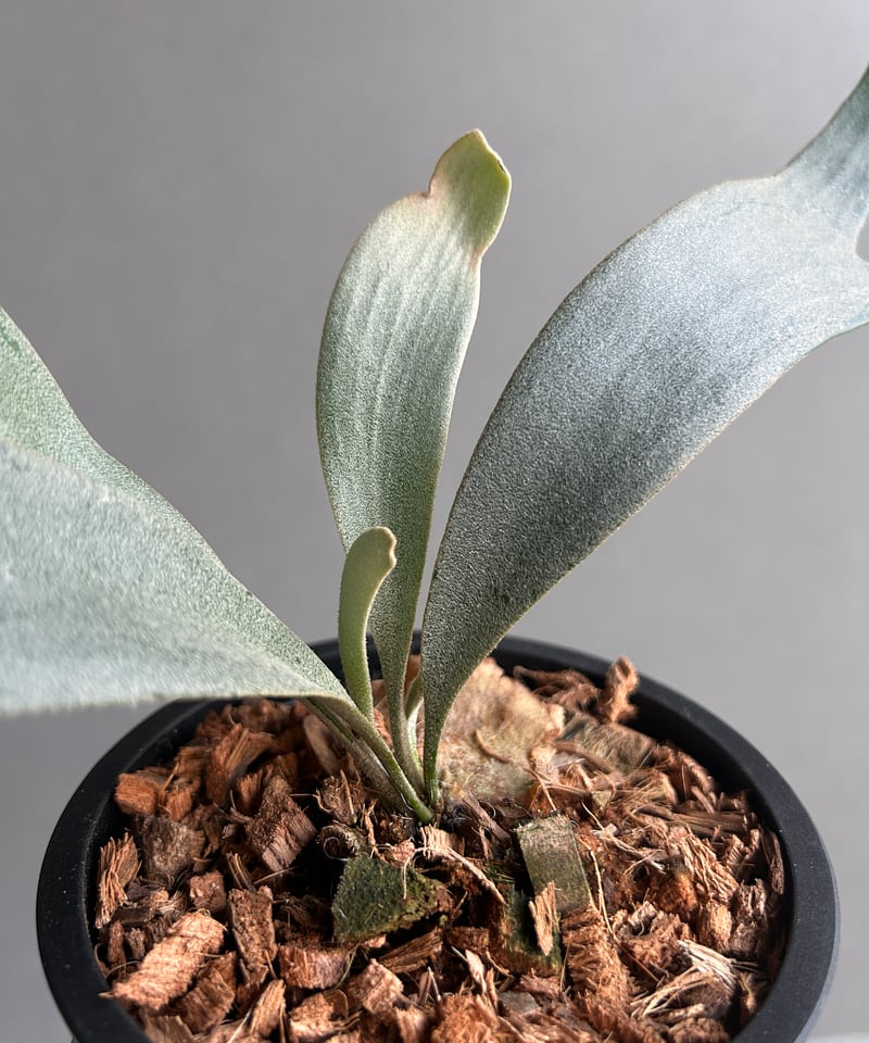 P.White howk 大株　子株付　ビカクシダ ビカクシダ P.White Hawk ホワイトホーク子株 P.White howk 大株 子株