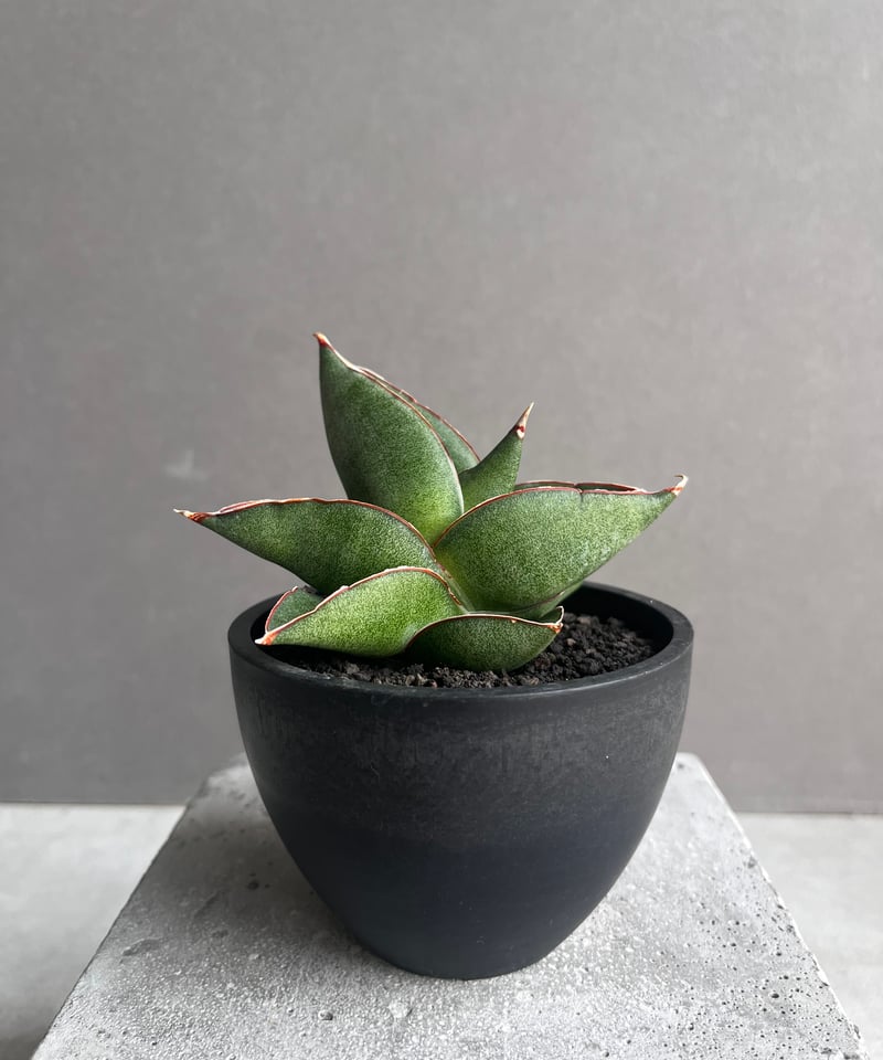 サンセベリア オペラ ハウス 「Sansevieria Opera House 」36B |