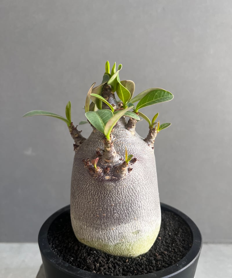 アデニウム アラビカム スーパー ドワーフ “ブラック” 「Adenium