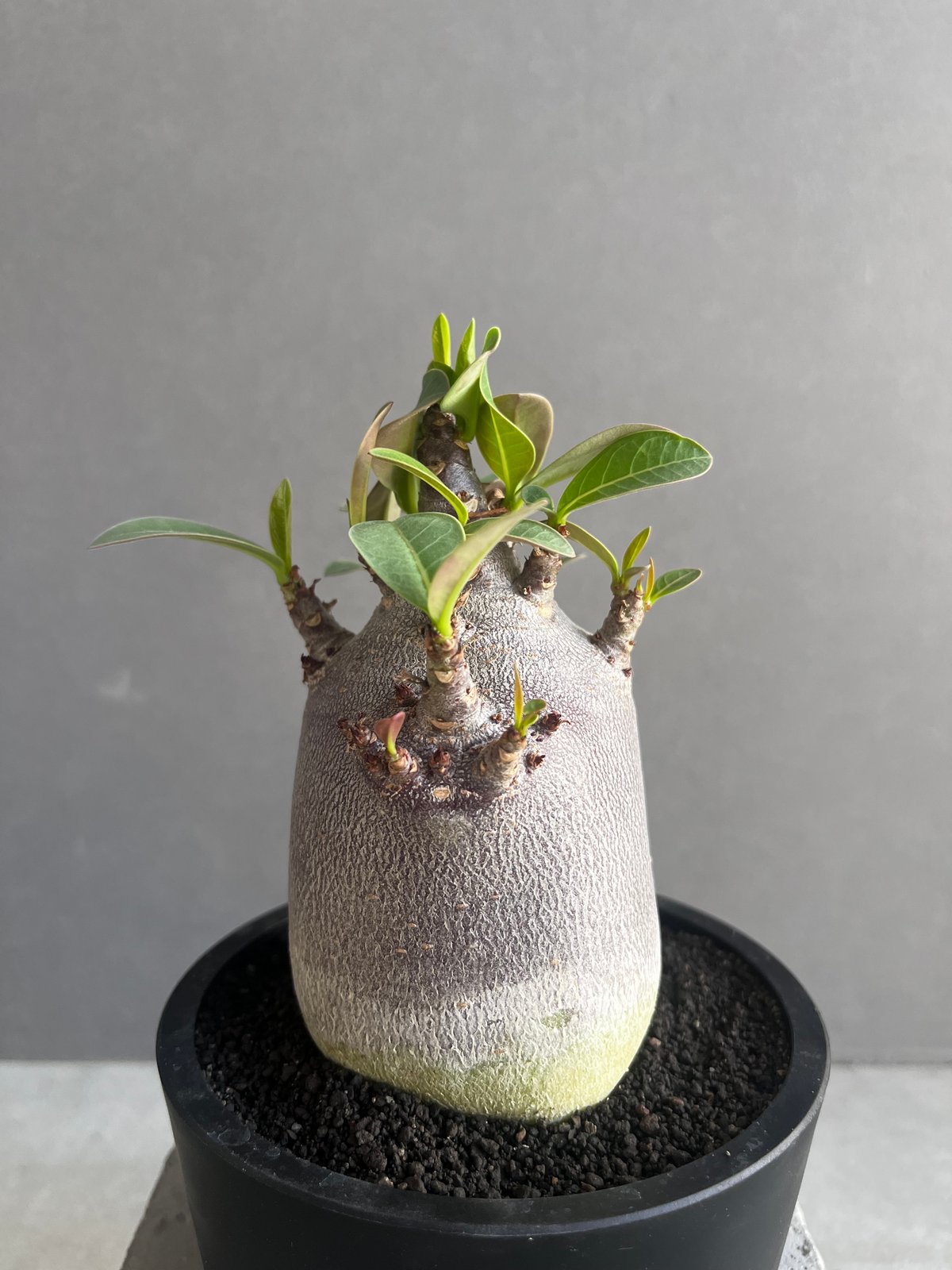 アデニウム アラビカム スーパー ドワーフ “ブラック” 「Adenium