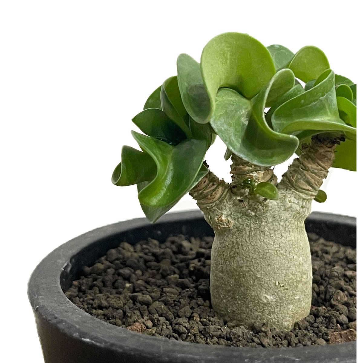 アデニウム D.H.A (獅子葉) 「Adenium D.H.A」9/12-36D-1 |