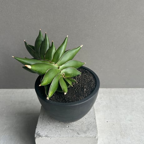 サンスベリア | STORES