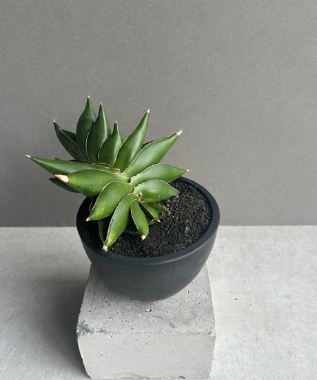 サンスベリア ピングィ × ドリスフェニー バリエガータ　ハイブリッド サンセベリア：ハリーハイブリットfromインドネシア 3号ポット