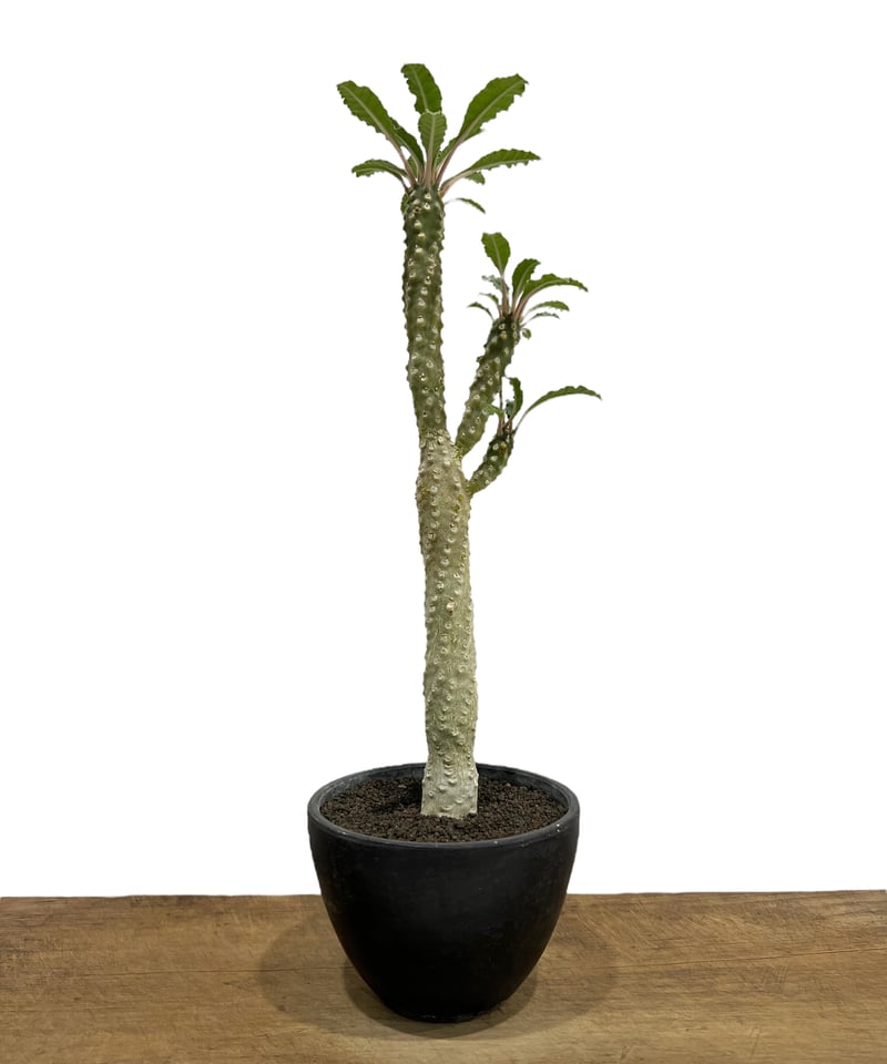 ドルステニア ラブラニー x ホルウッディ 「Dorstenia lavrani x