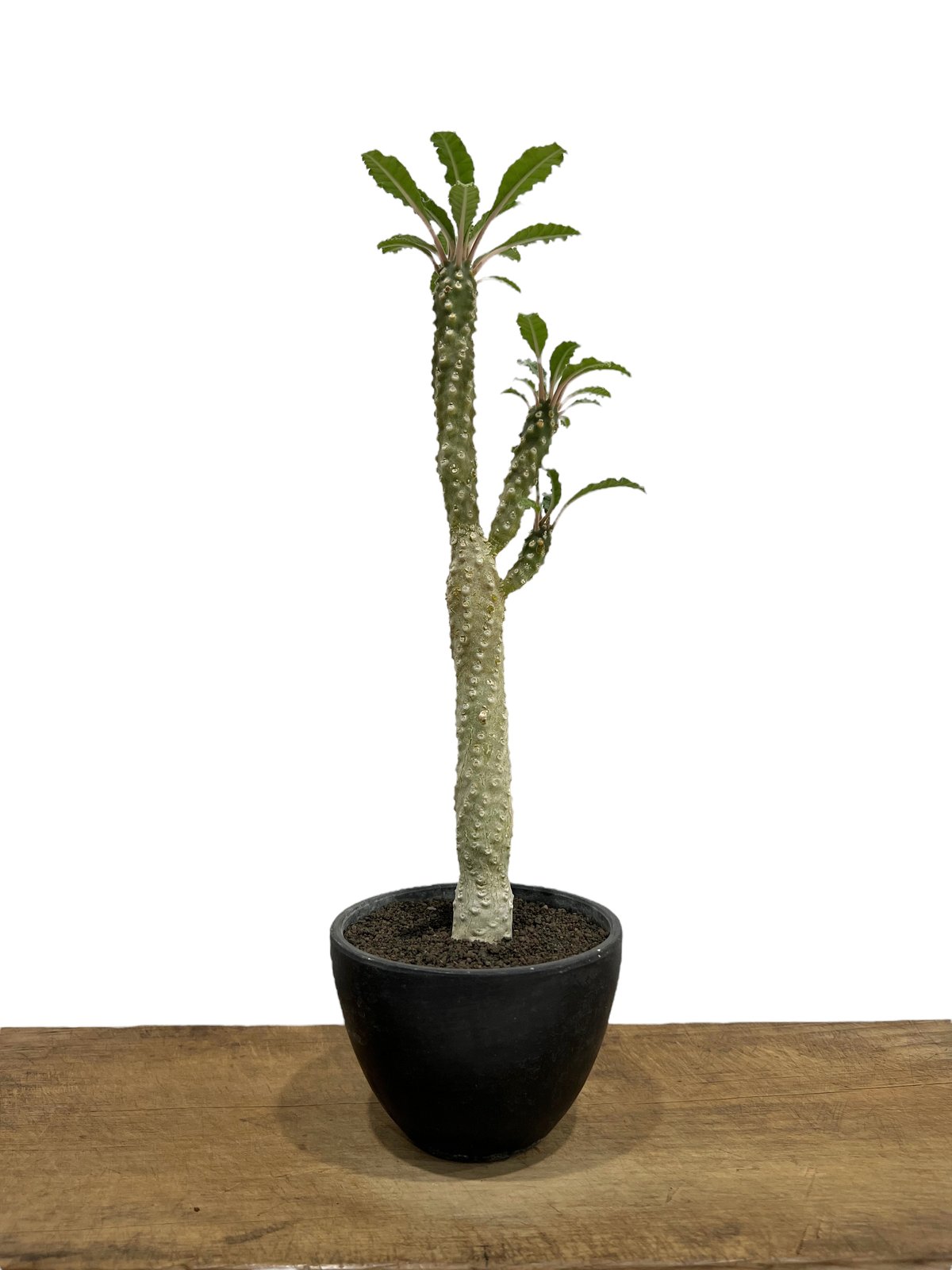 ドルステニア ラブラニー x ホルウッディ 「Dorstenia lavrani x ドルステニア ラブラニー x ホルウッディ 「Dorstenia lavrani x