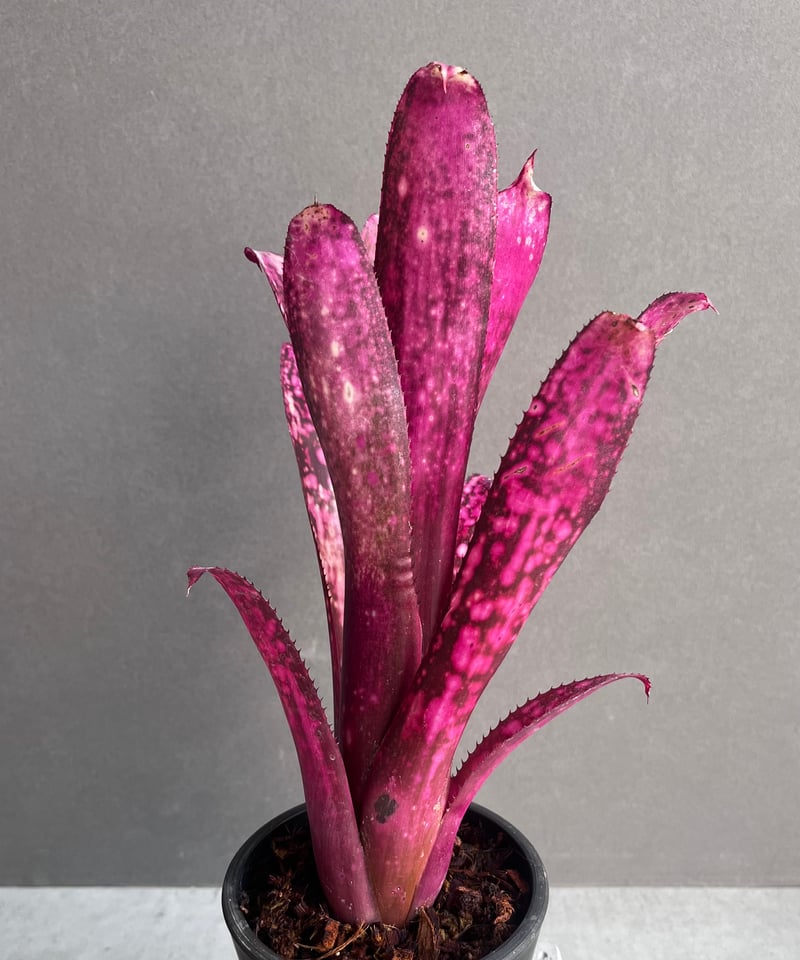 ビルベルギア ハレルヤ 「Billbergia hallelujah」63Z | SHOUCH