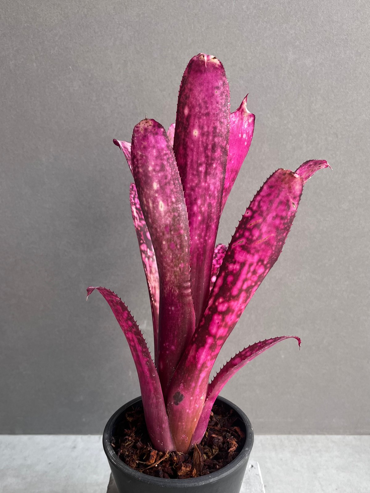 ビルベルギア ハレルヤ 「Billbergia hallelujah」63Z | SHOUCH