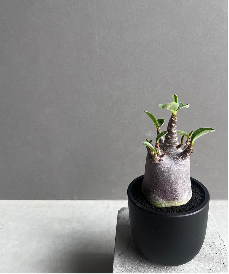 アデニウム アラビカム スーパー ドワーフ “ブラック” 「Adenium