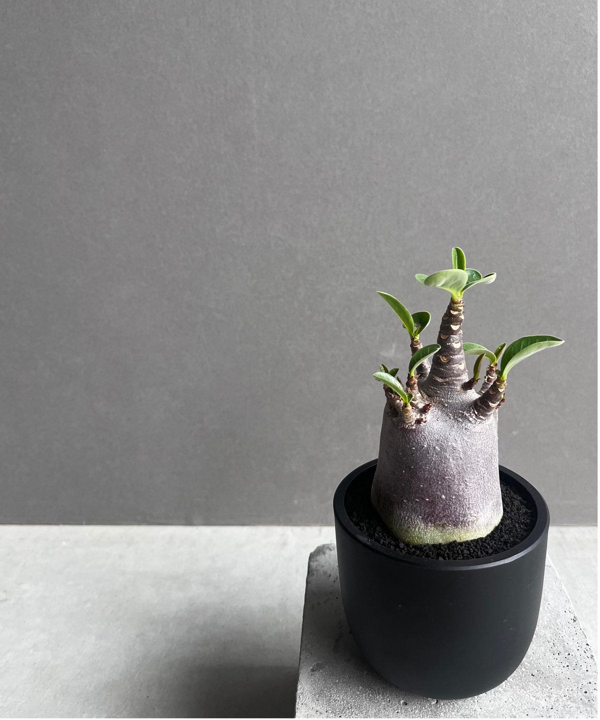 アデニウム アラビカム スーパー ドワーフ “ブラック” 「Adenium