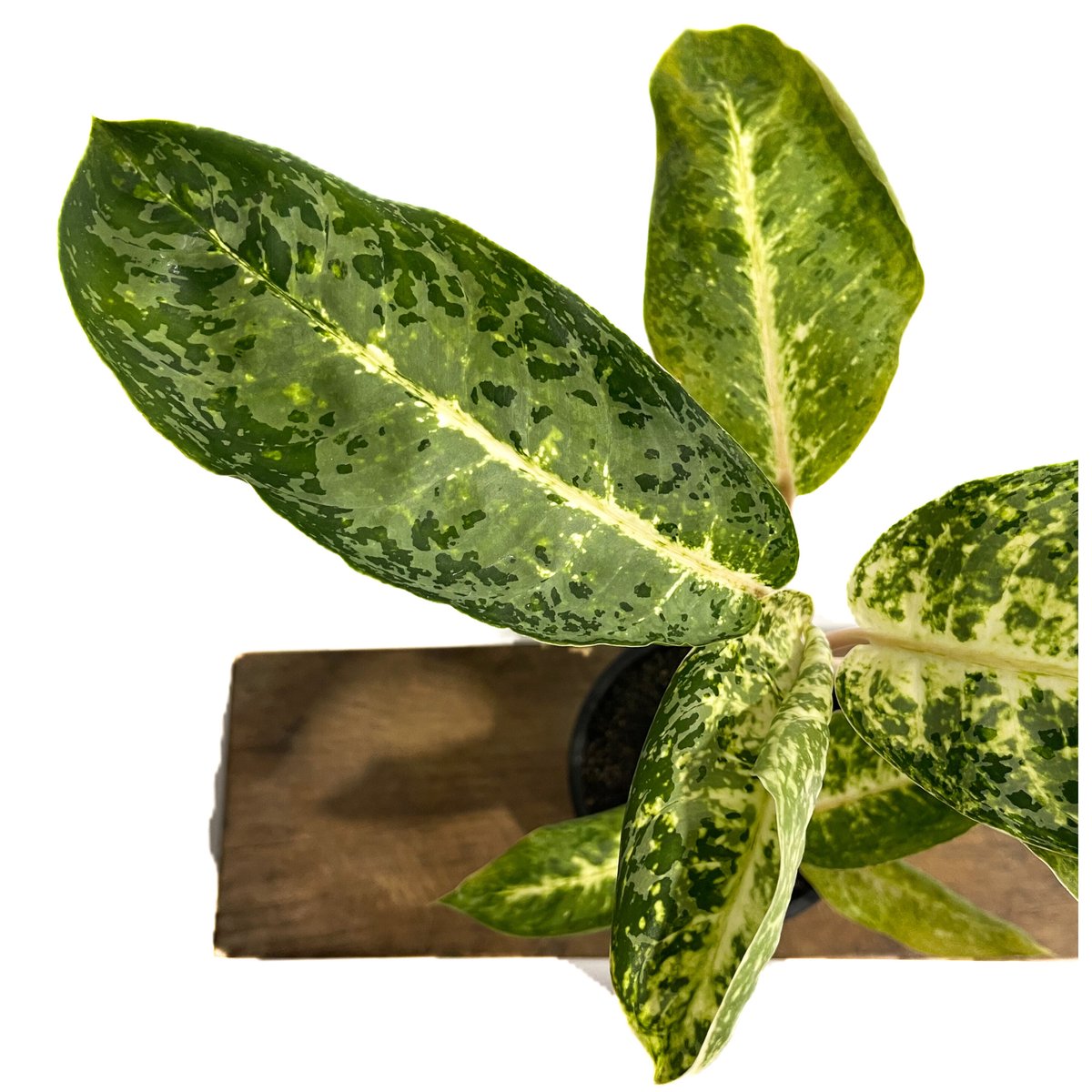 アグラオネマ バンコク ハイブリッド “変異種”「Aglaonema