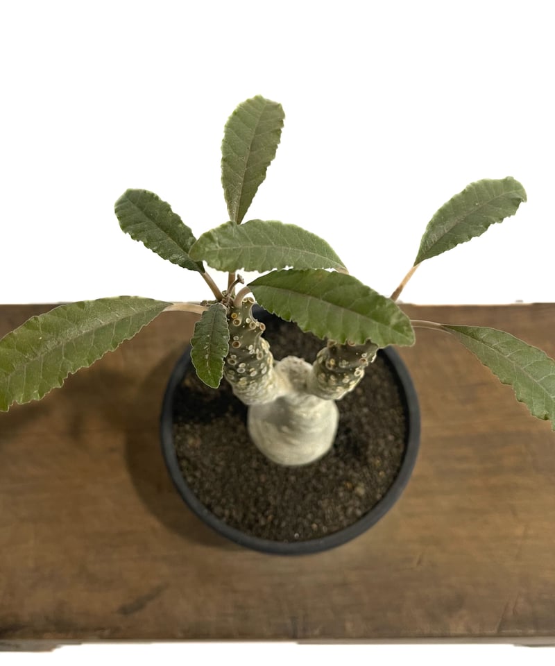 ドルステニア ラブラニー x フォエチダ「Dorstenia lavrani x ドルステニア ラブラニー x フォエチダ「Dorstenia lavrani x