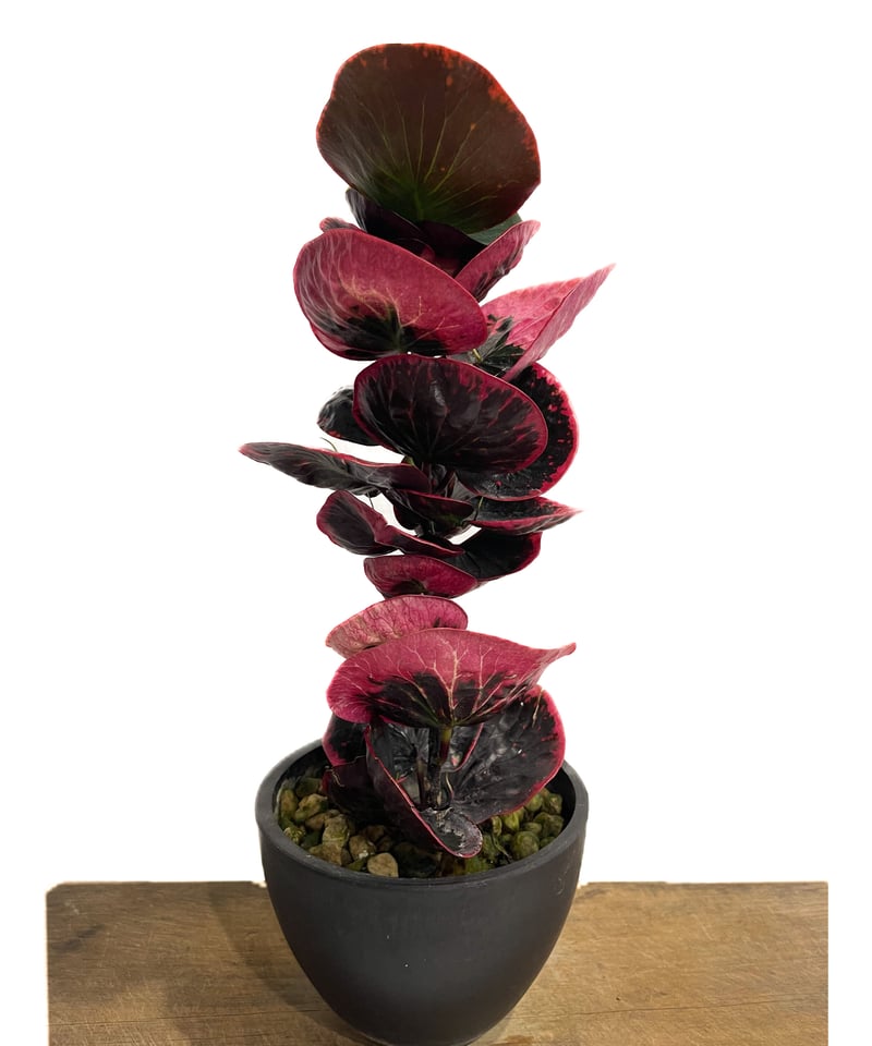 クロトン ハイブリッド「Codiaeum variegatum hybrid」6/20-809