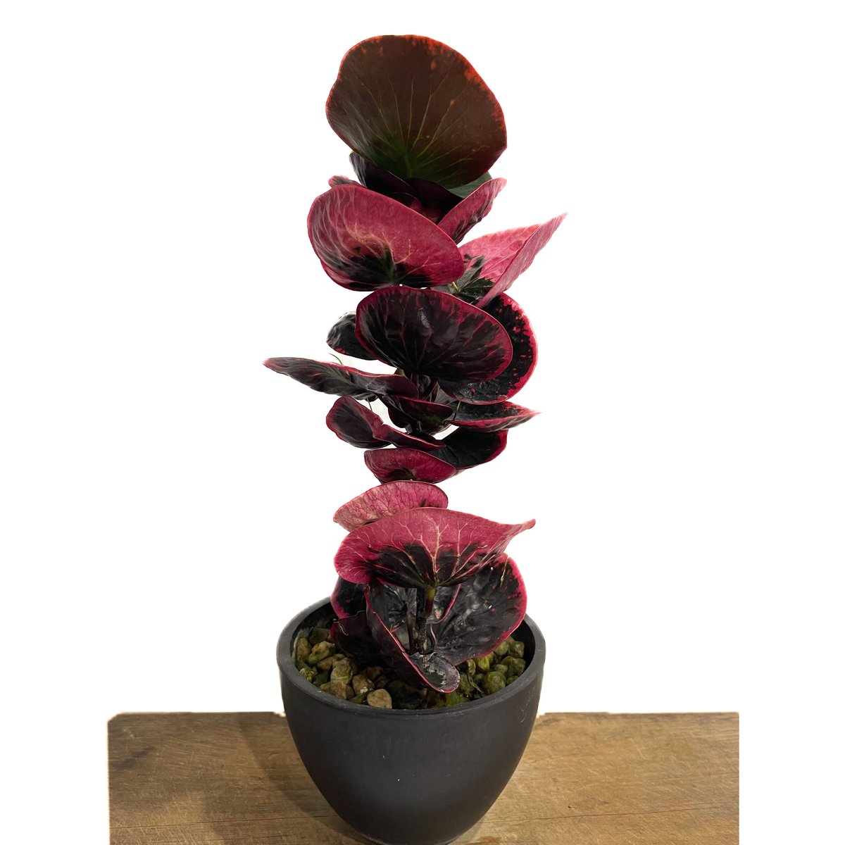 その他観葉植物 hapiAnthurium subsignatum その他観葉植物 hapiAnthurium subsignatum その他観葉植物