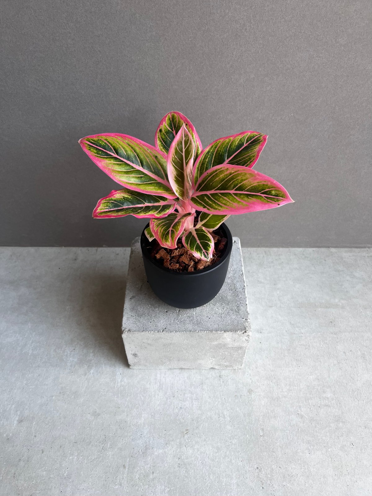 アグラオネマ ロータス デライト 「Aglaonema Lotus Delight