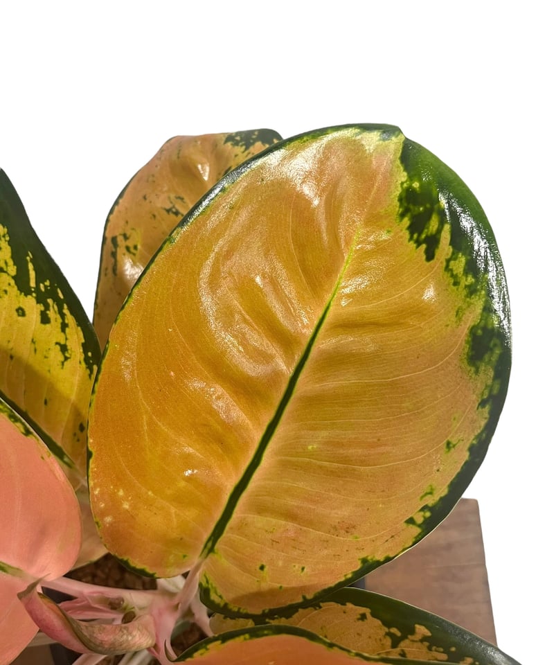 アグラオネマ スターバックス 「Aglaonema Starbucks 」92U | SHO